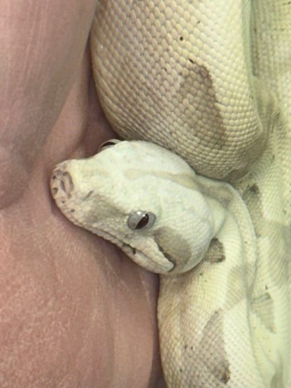 VPI Snow Boa - The High-Contrast "Ghost" Constrictor (Captive Bred)