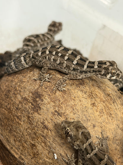 Adult Viper Gecko - The Miniature Desert "Dragon" (Captive Bred)