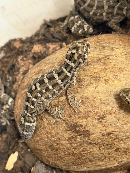 Adult Viper Gecko - The Miniature Desert "Dragon" (Captive Bred)