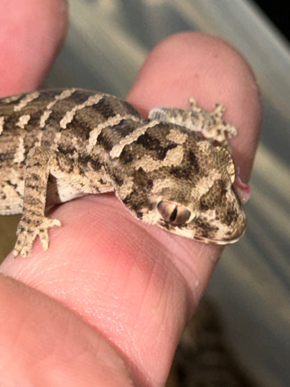 Adult Viper Gecko - The Miniature Desert "Dragon" (Captive Bred)
