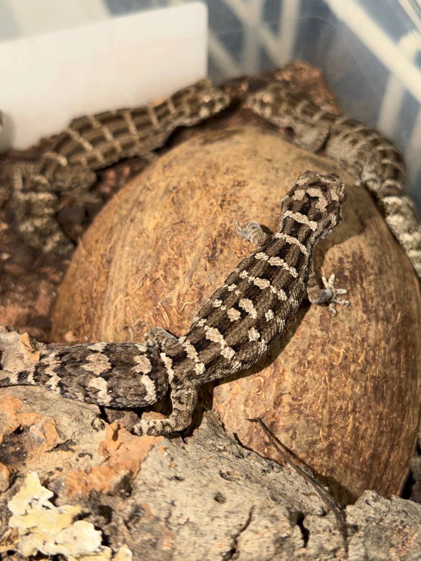 Adult Viper Gecko - The Miniature Desert "Dragon" (Captive Bred)
