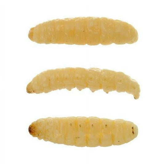 Live Feeder Insects for Reptiles & Amphibians - Major League Exotic Pets