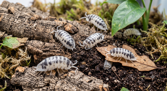 Zebra Isopods (Armadillidium maculatum)