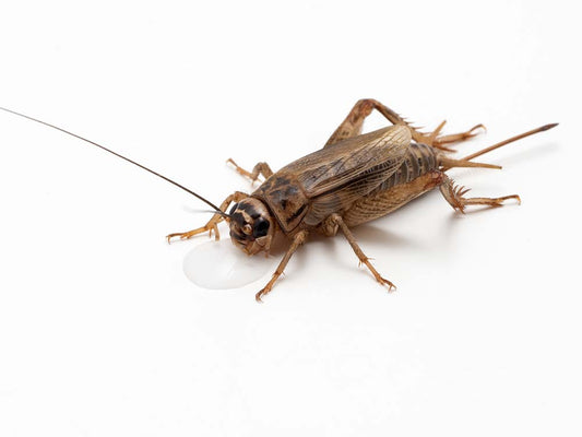 Live Feeder Crickets – Small & Large