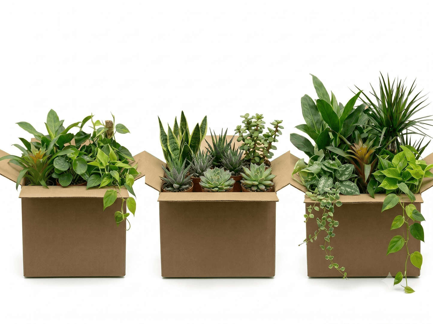 Tropical "Heavy-Hitter" Plant Package – For Crested Geckos, Dart Frogs, & Tropical Species