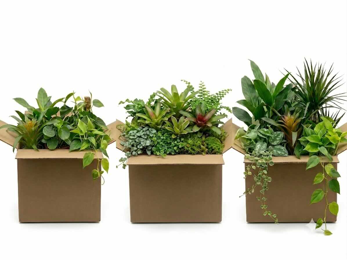 Arboreal Ace Plant Package – For Chameleons, Tree Boas, & Vertical Climbers