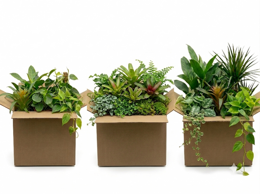 Tropical "Heavy-Hitter" Plant Package – For Crested Geckos, Dart Frogs, & Tropical Species