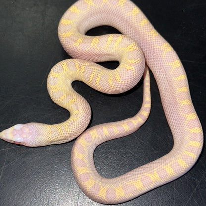 Albino Bullsnake Baby