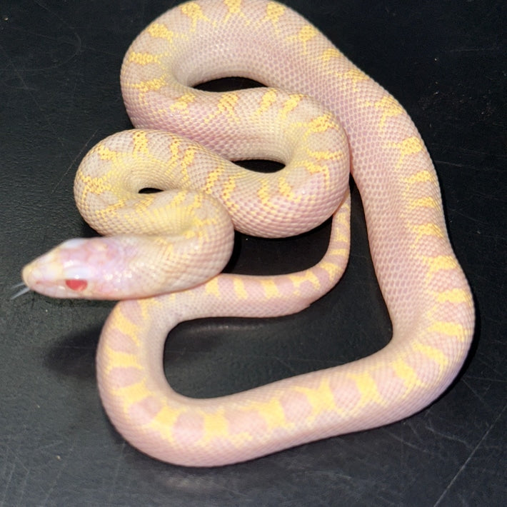 Albino Bullsnake Baby