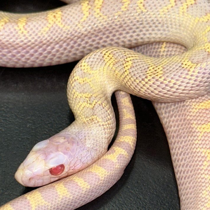 Albino Bullsnake Baby