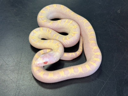 Albino Bullsnake Baby