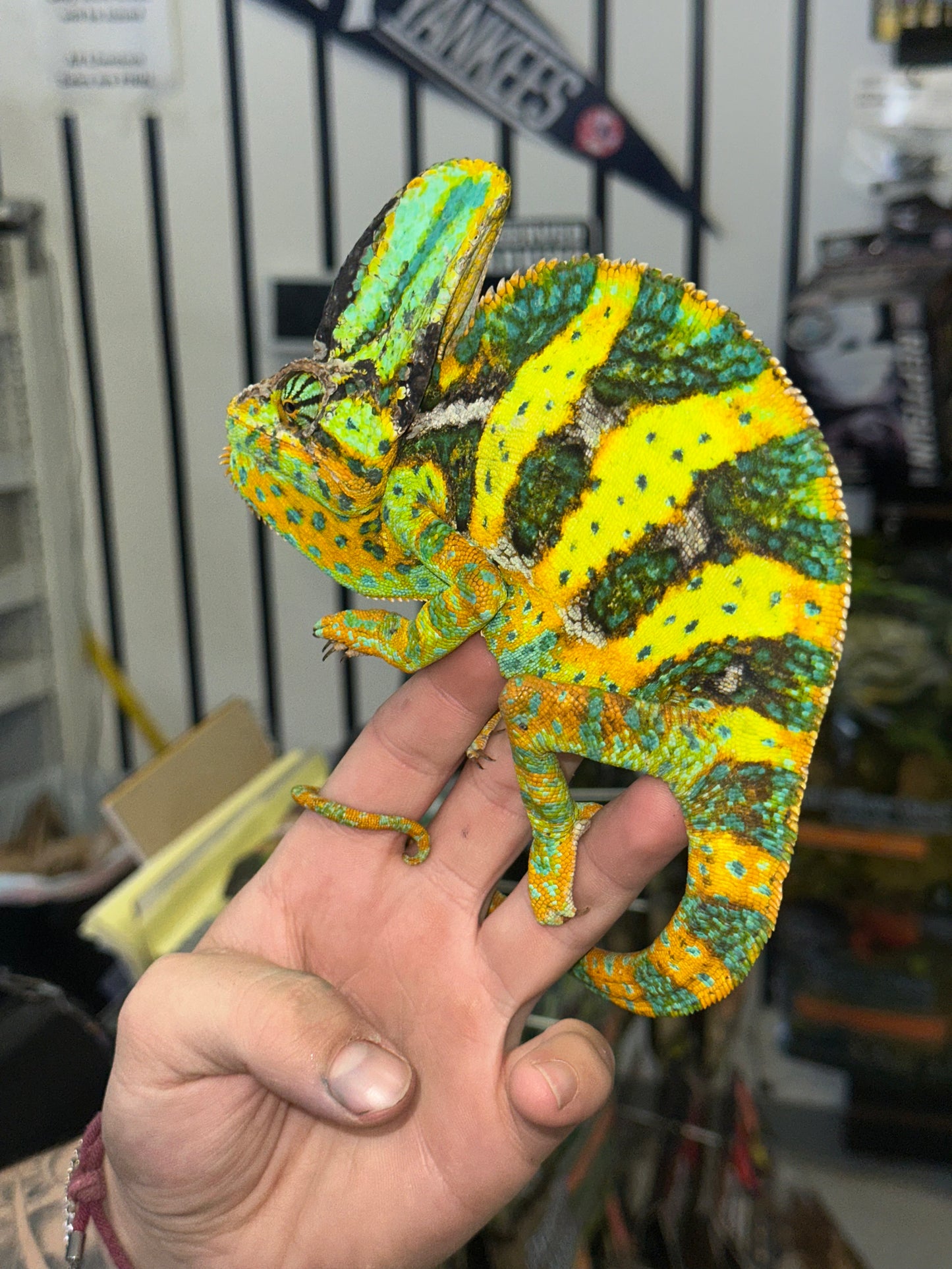 Veiled Chameleon - The Majestic "Yemen" King (Captive Bred)